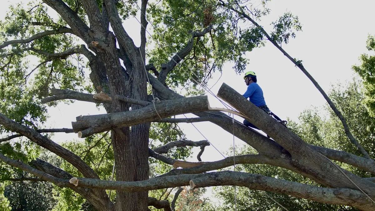 Professional Hazardous Tree Removal performed by certified arborists in West Kingston