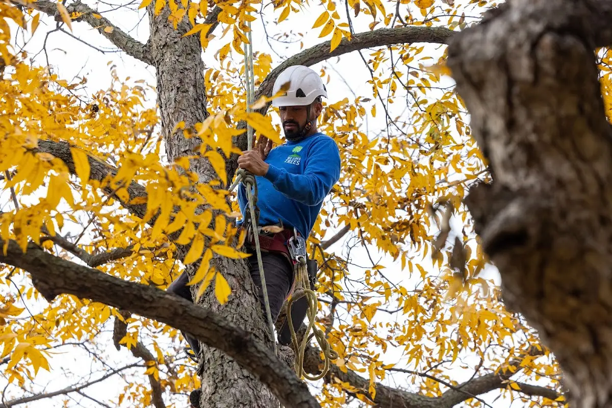 Skilled Storm Damage Cleanup crew working in West Kingston
